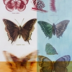 Anno Butterflies 2