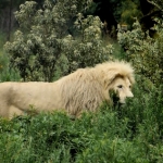 lion-in-the-bush-white-sm